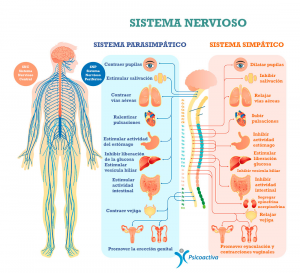 sistema nervioso autonomo, sistema nervioso simpatico, sistema nervioso parasimpatico, hrv, variabilidad cardiaca
