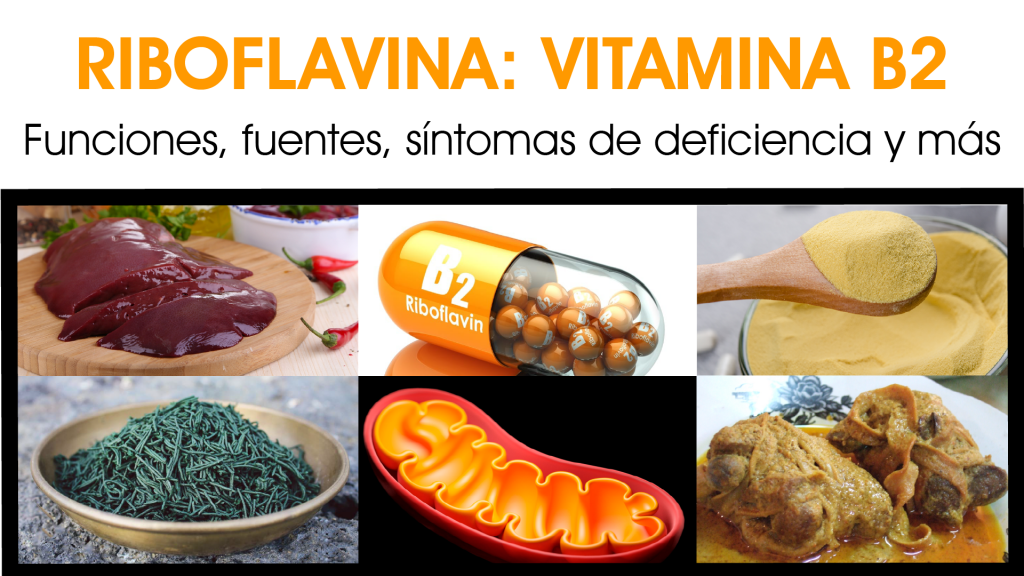 Vitamina B2, riboflavina, fuentes alimentarias, mitocondrias
