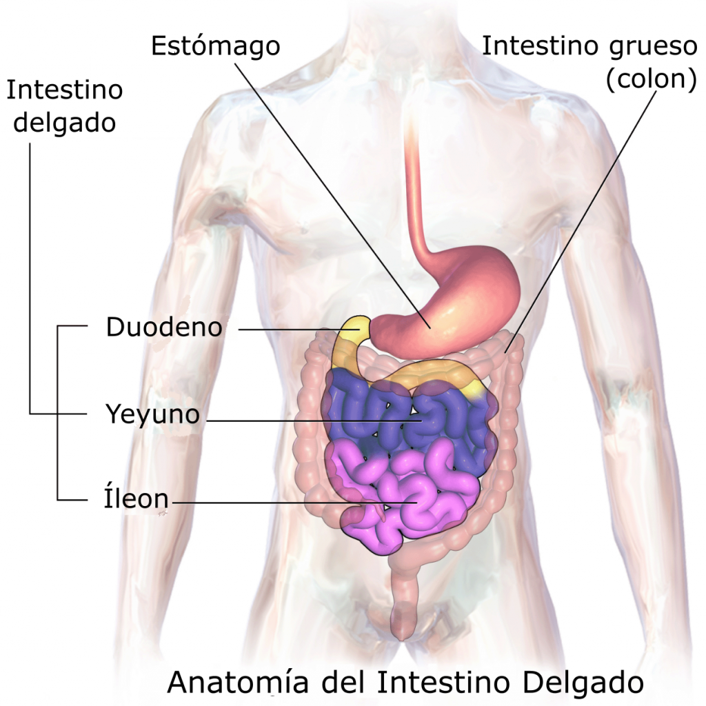 intestino-delgado-duodeno-yeyuno-ileon