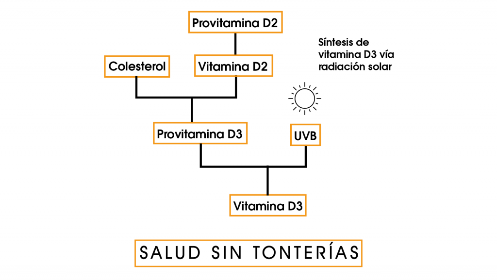 Síntesis vitamina D a través de la piel